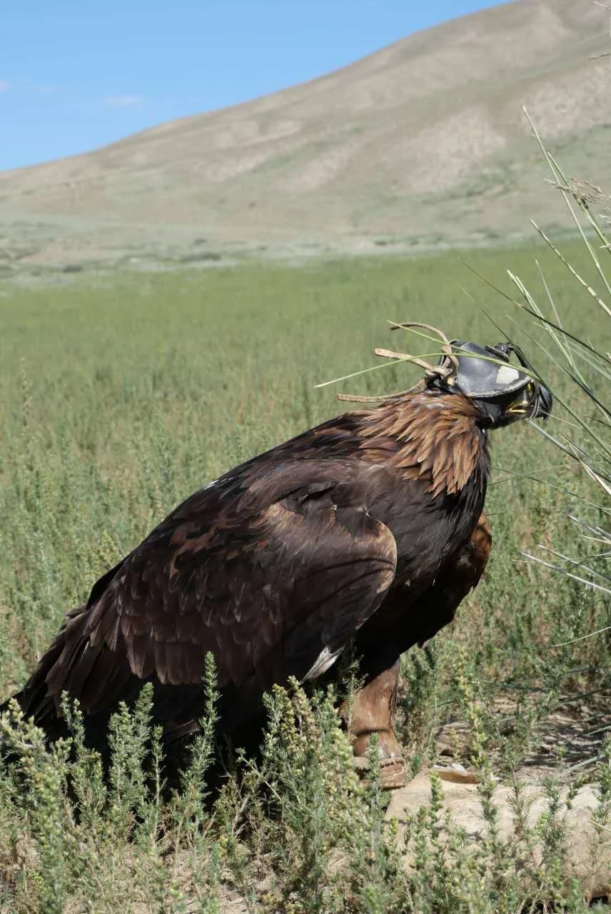 Golden eagle wearing a leather hood, perched on grassland during an eagle hunting demonstration