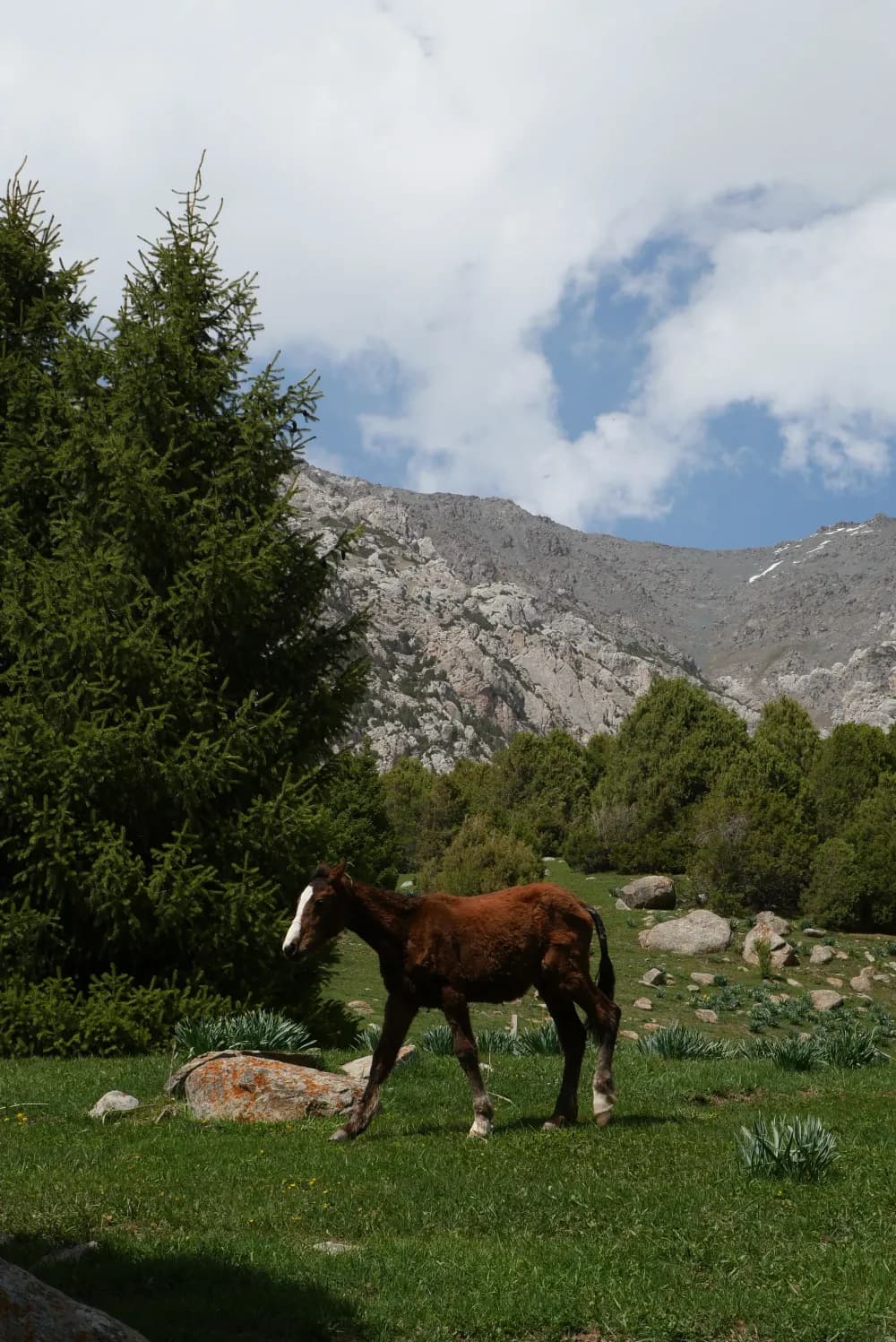 Horses in Kara-Koy, a popular picnic area near Osh